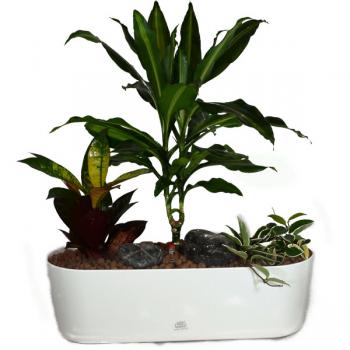 Flori Schale oval 51cm | bepflanzt mit Hydropflanzen